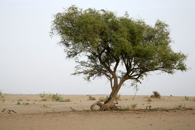 La Forêt des 29 - L'arbre qui allaite le monde - Photo 4